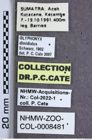 Etikette zu Glyphonyx dimidiatus (NHMW-ZOO-COL-0008481)